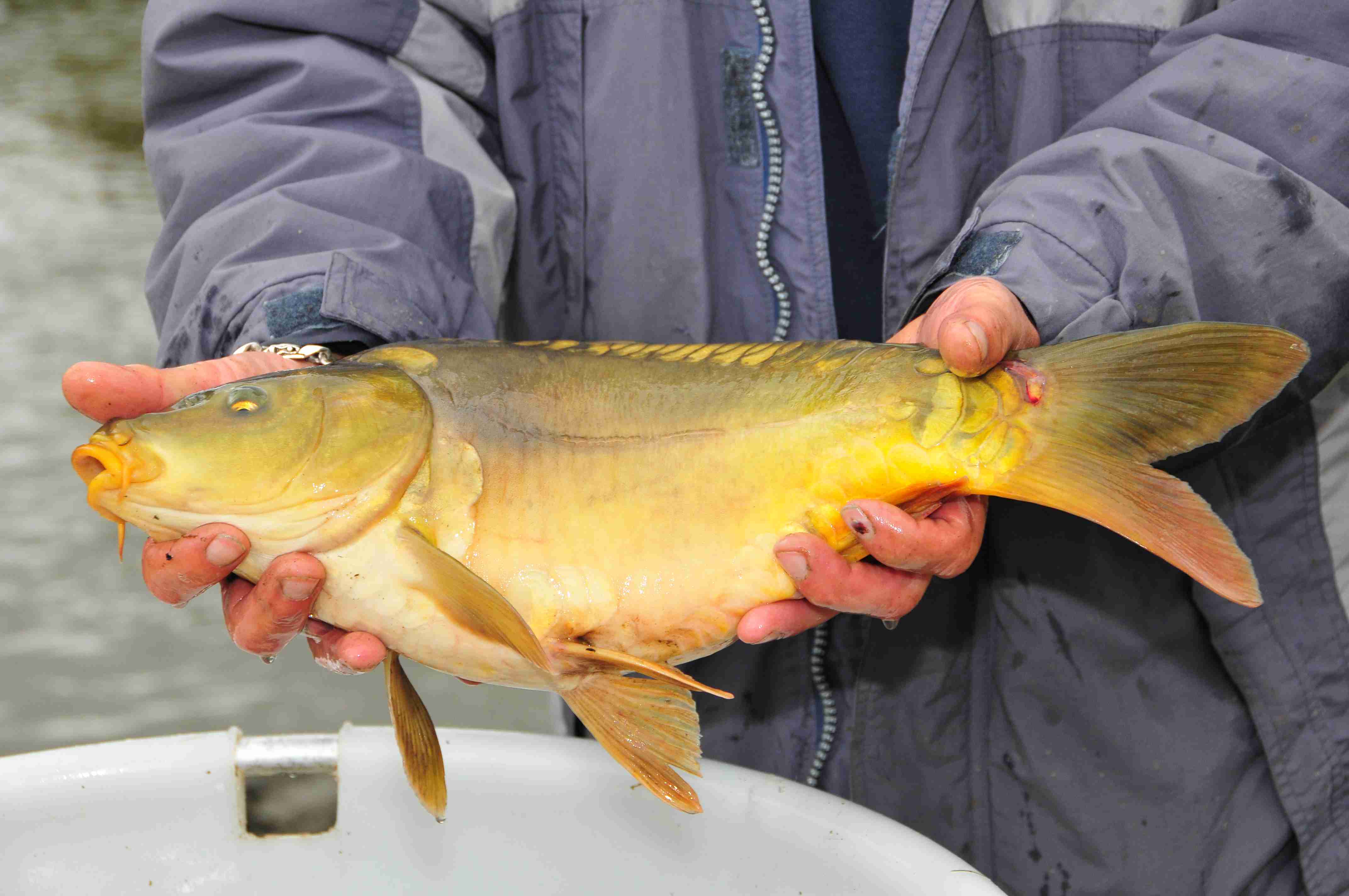 Die 5. Internationale Karpfenkonferenz in Ansbach